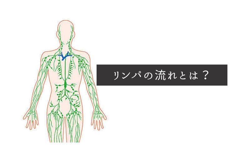 リンパの流れ